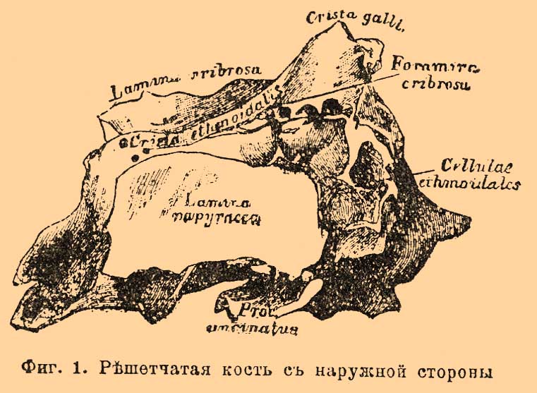 Решетчатая кость
