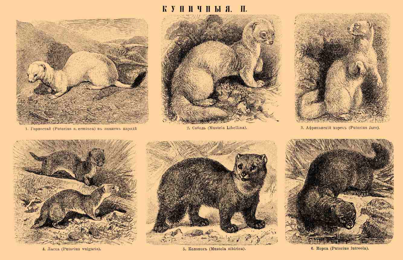 Куничные. Рис. 1