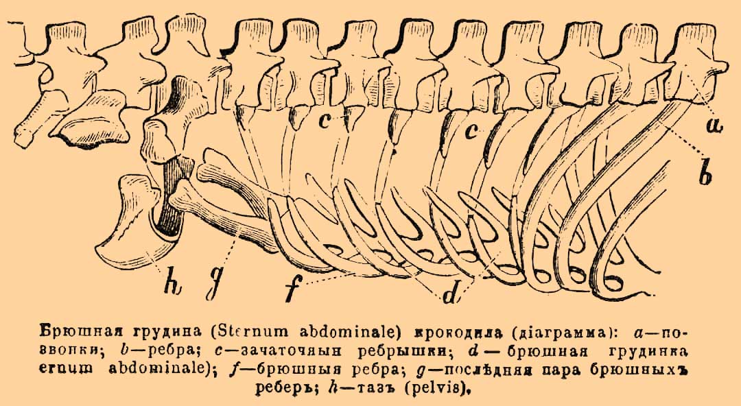 Брюшная грудина