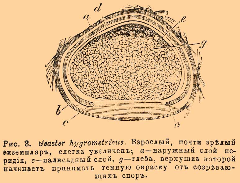 Вздутые грибы. Рис. 1