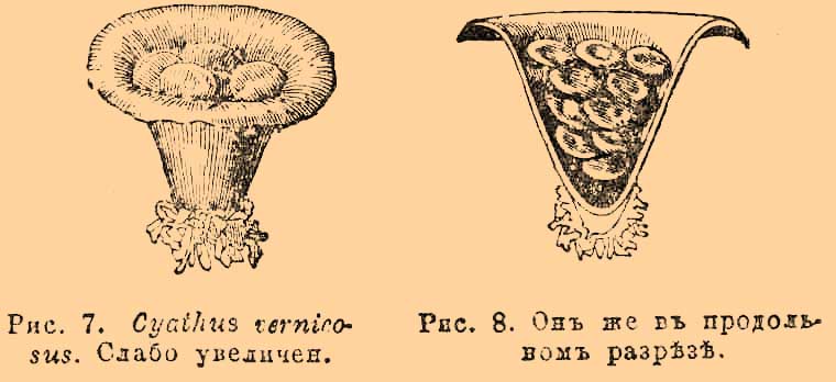 Вздутые грибы. Рис. 2
