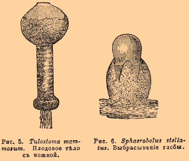 Вздутые грибы. Рис. 3