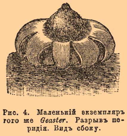 Вздутые грибы. Рис. 5