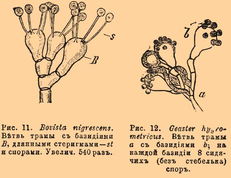 Вздутые грибы. Рис. 7