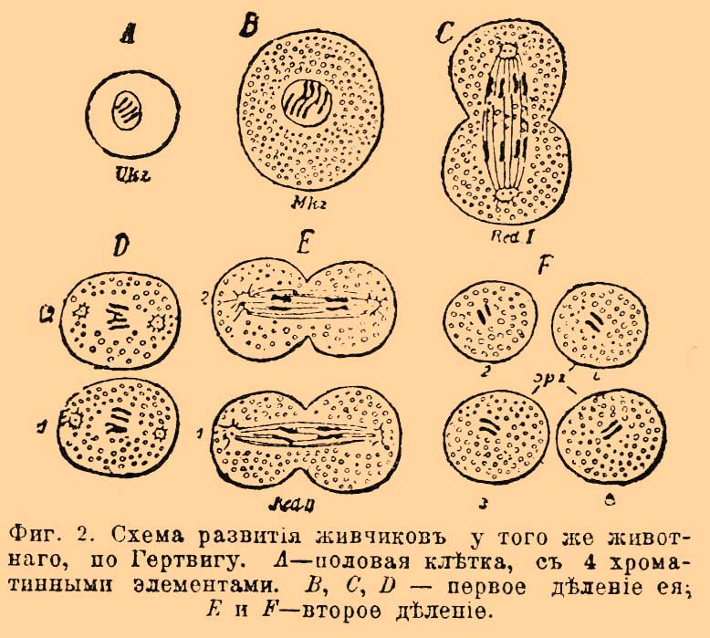 Редукция, в биологии. Рис. 1