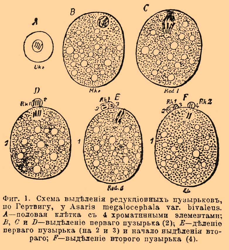 Редукция, в биологии
