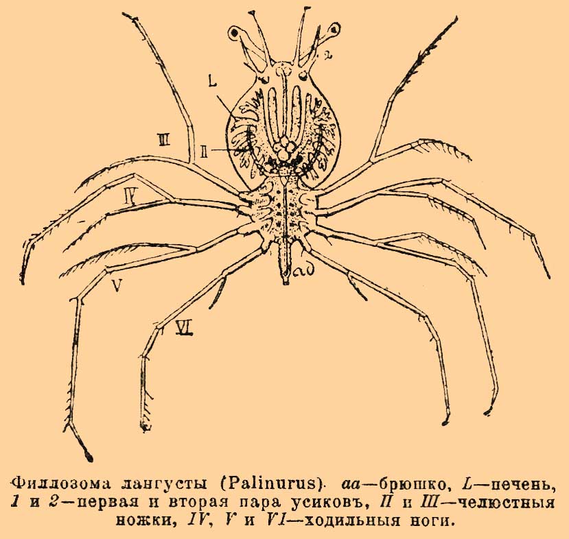 Филлосома