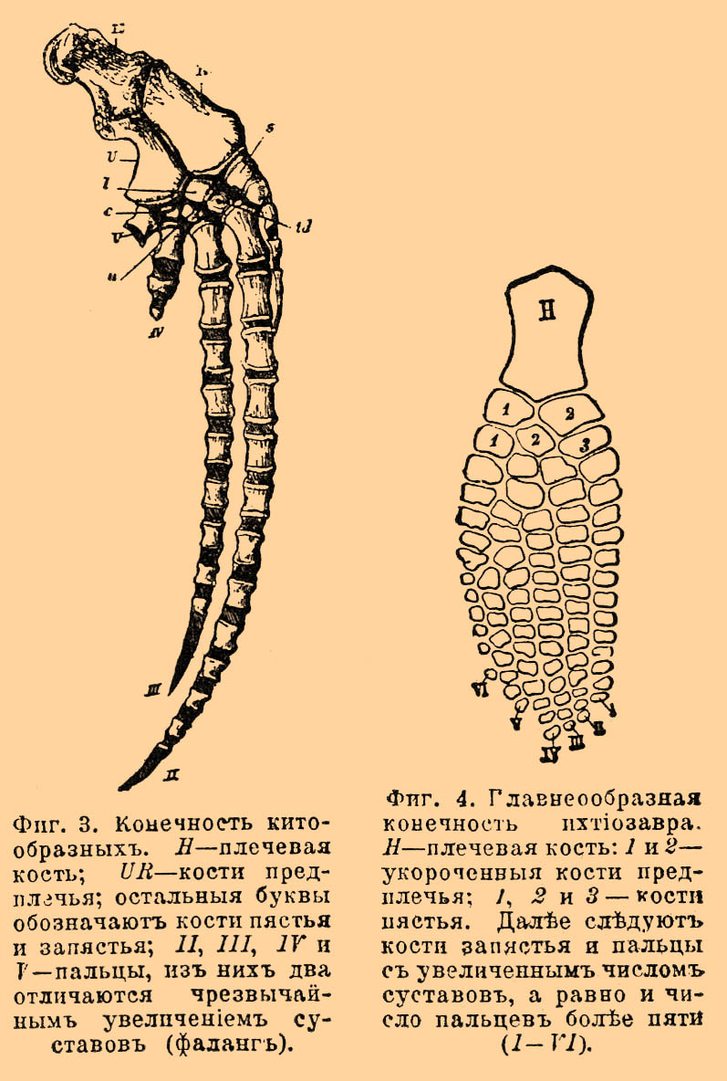 Плавники, органы движения. Рис. 2