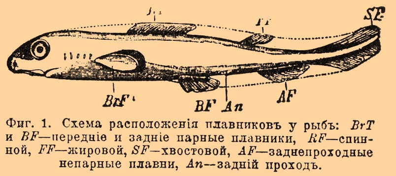 Плавники, органы движения
