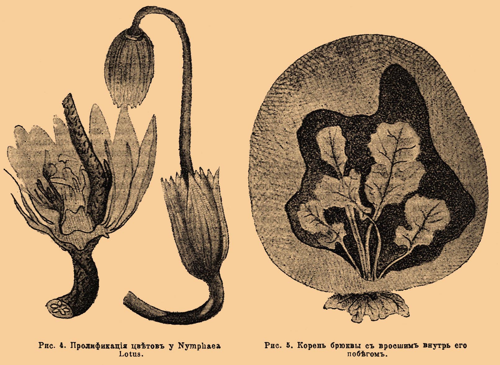 Тератология растений. Рис. 3
