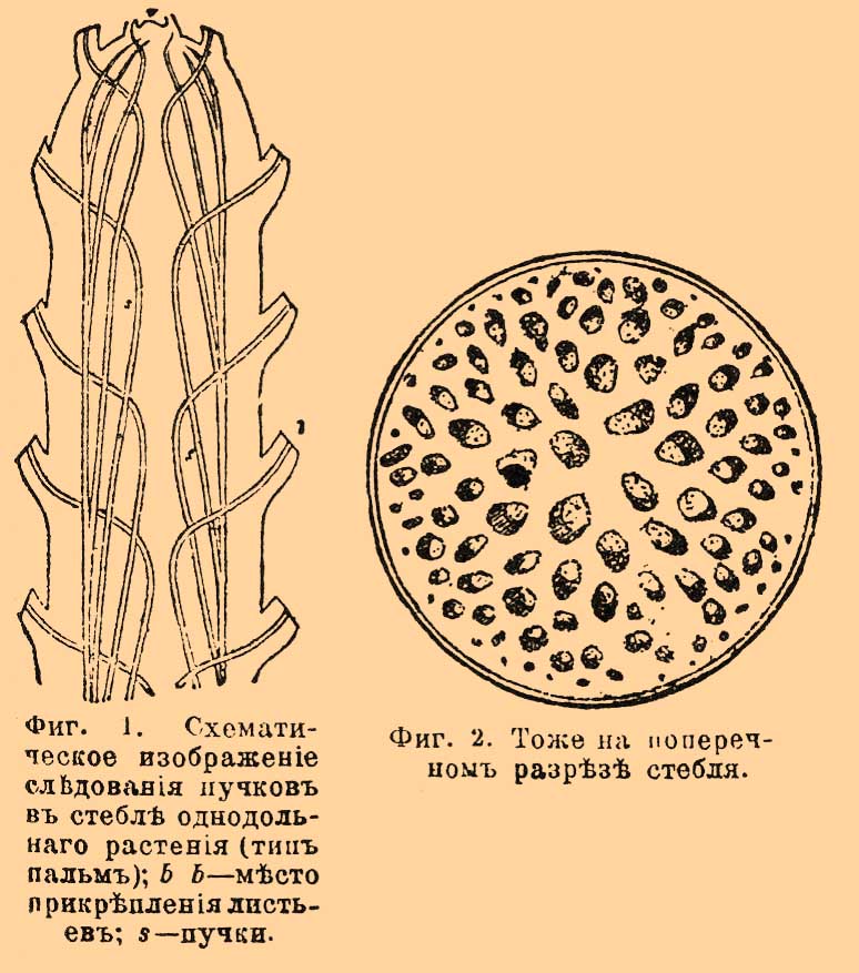 Пучки