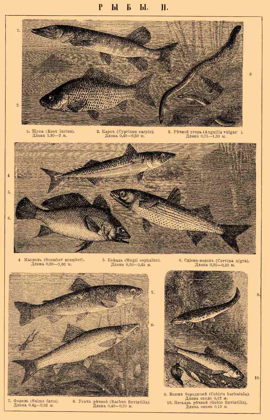 Рыбы, класс позвоночных животных. Рис. 1