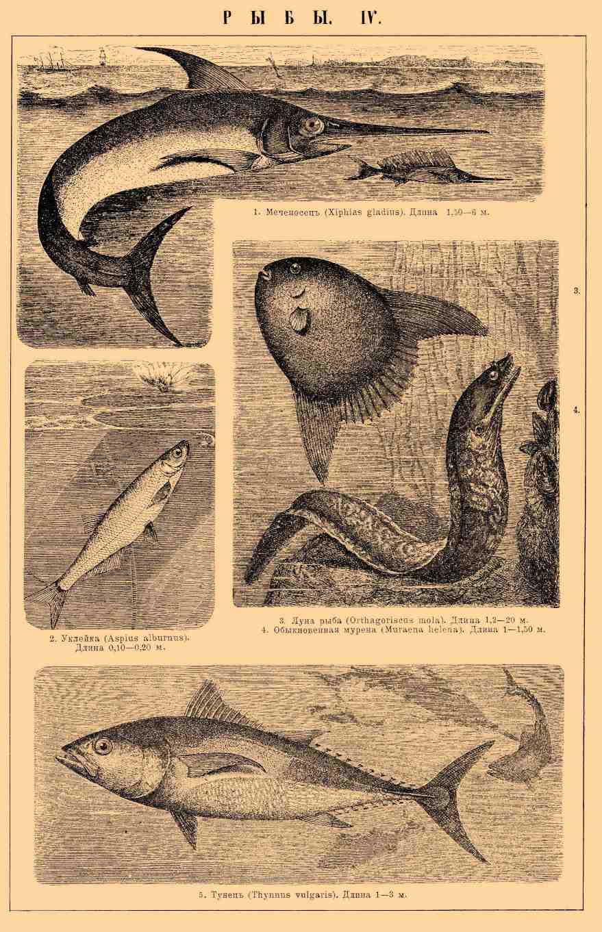 Рыбы, класс позвоночных животных. Рис. 3