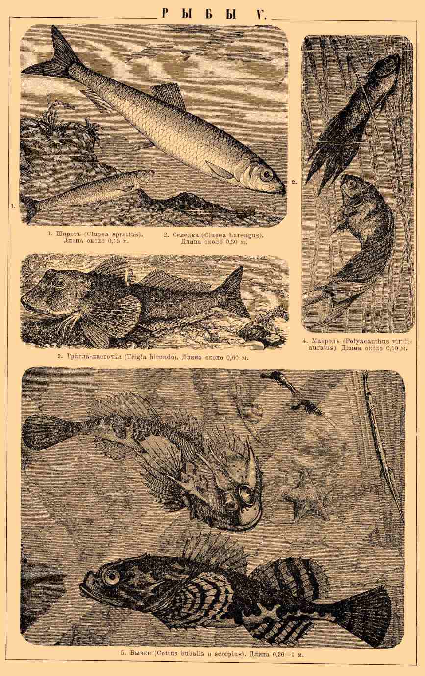 Рыбы, класс позвоночных животных. Рис. 4