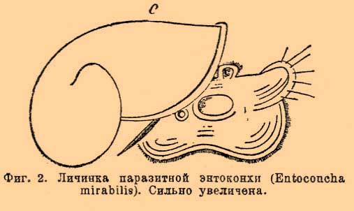 Энтоконха. Рис. 1