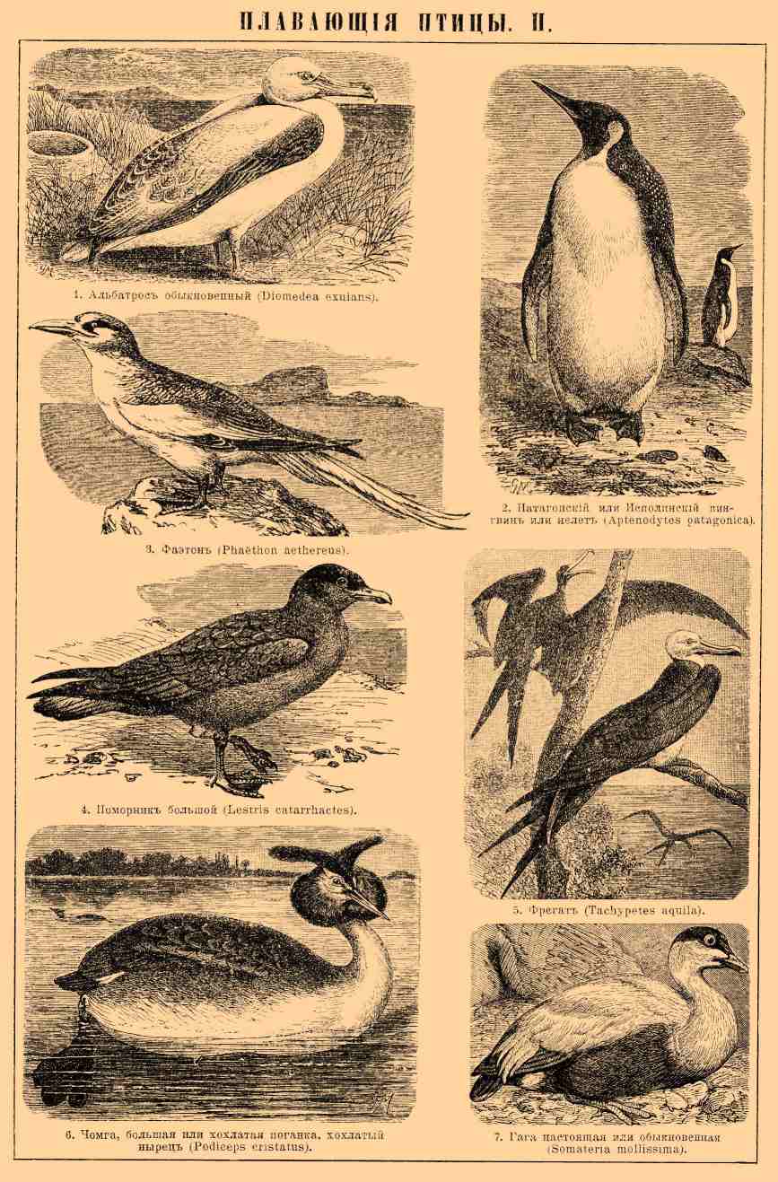 Плавающие птицы. Рис. 1