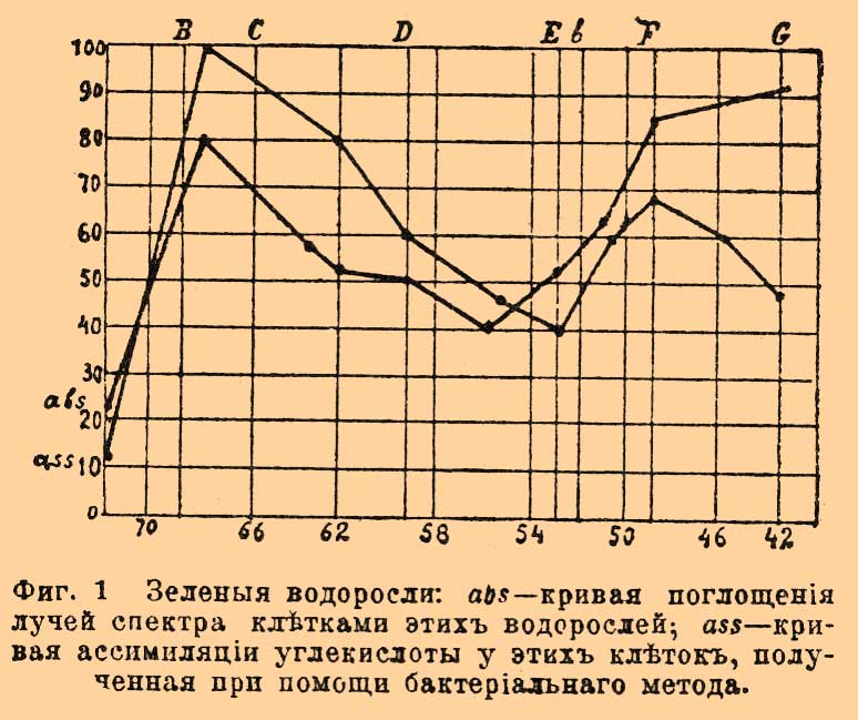 Фикохром