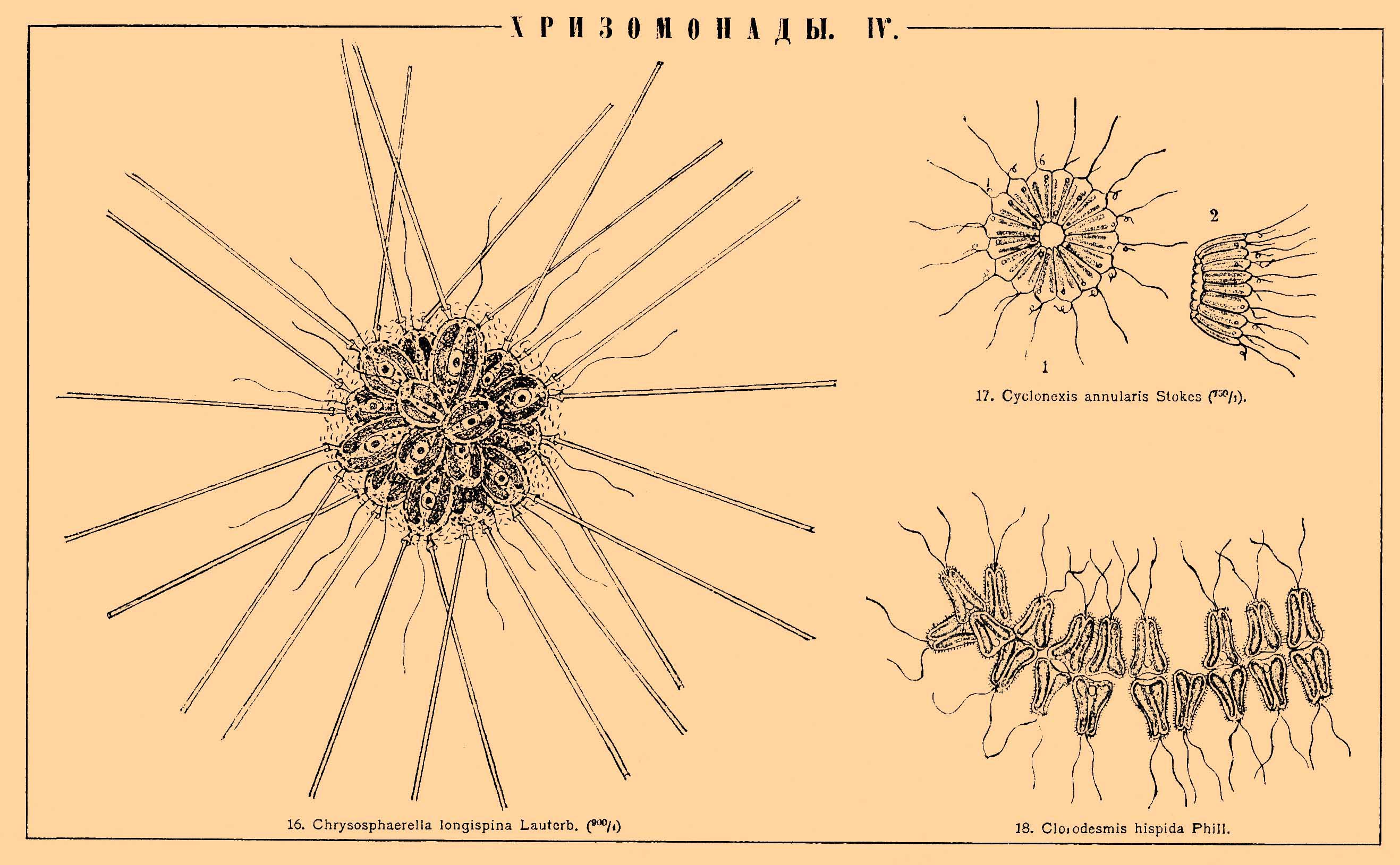 Хризомонады. Рис. 1