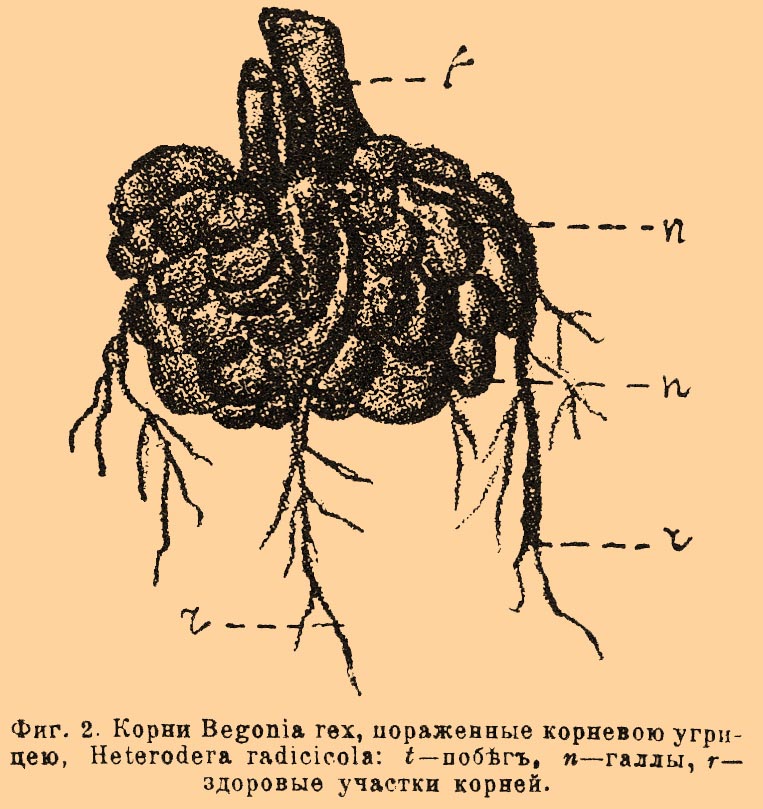 Червивость растений. Рис. 1