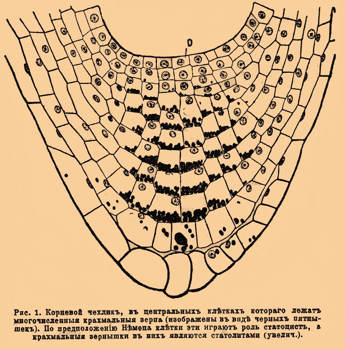 Статоцисты у растений