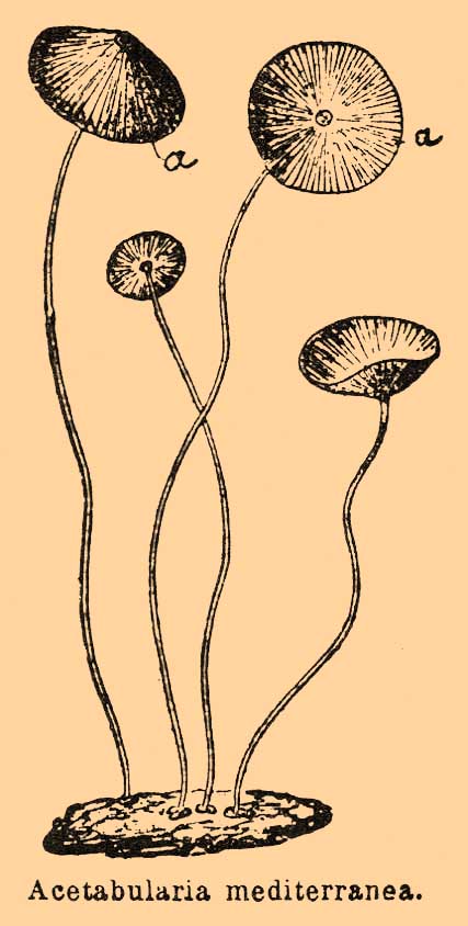 Сифоновые водоросли