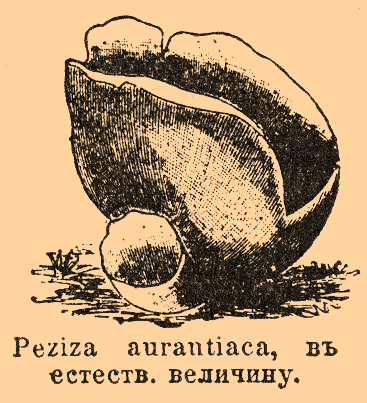 Пецица