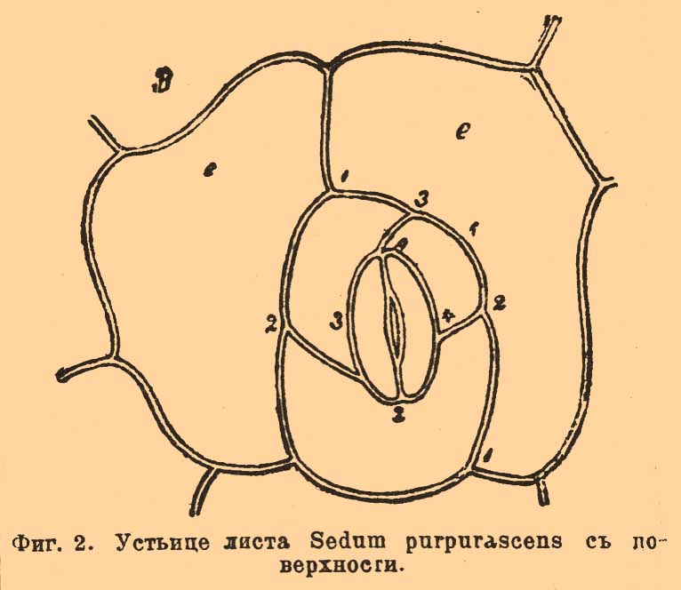 Устьица растений. Рис. 1