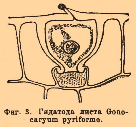 Устьица растений. Рис. 2