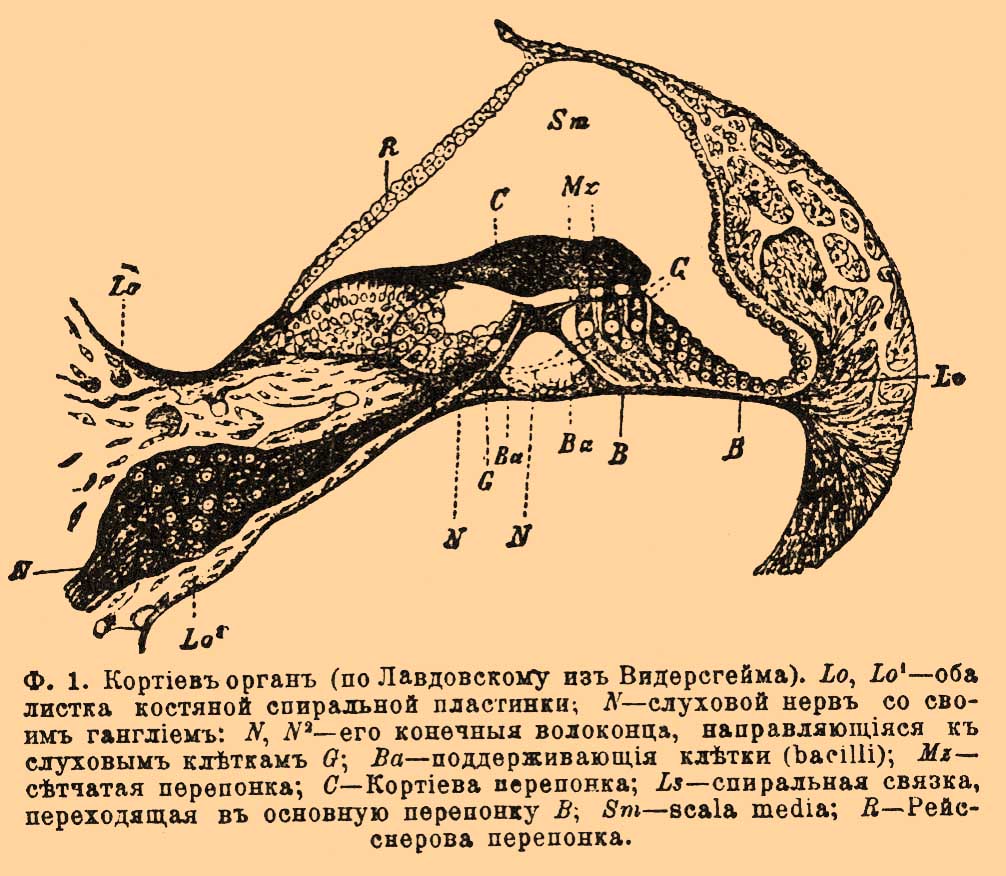 Слуховые клетки