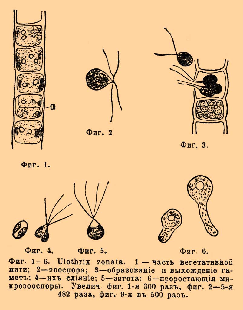 Улотриксовые