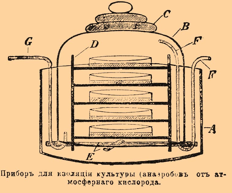 Чистые культуры. Рис. 1