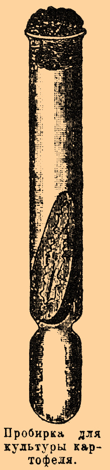 Чистые культуры. Рис. 3