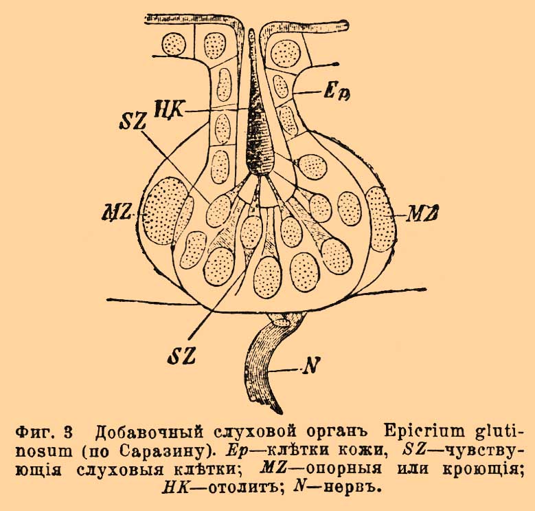 Слуховой аппарат. Рис. 2
