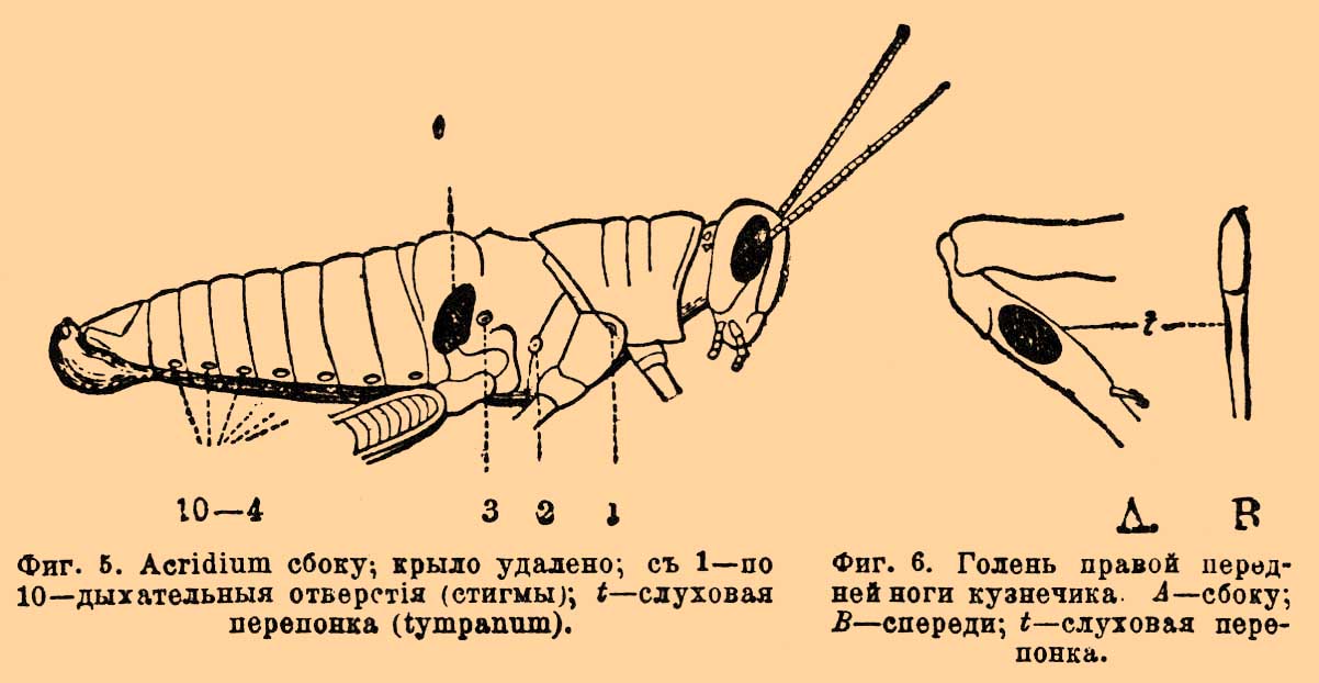 Слуховой аппарат. Рис. 4