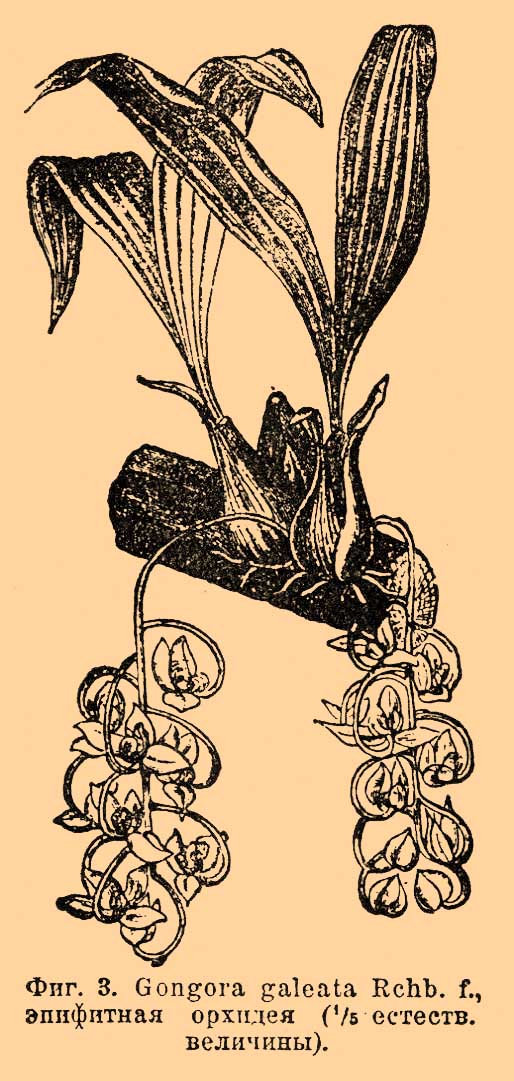 Орхидные. Рис. 1