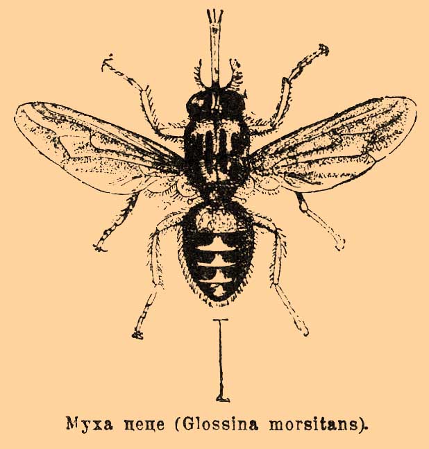 Цеце, муха