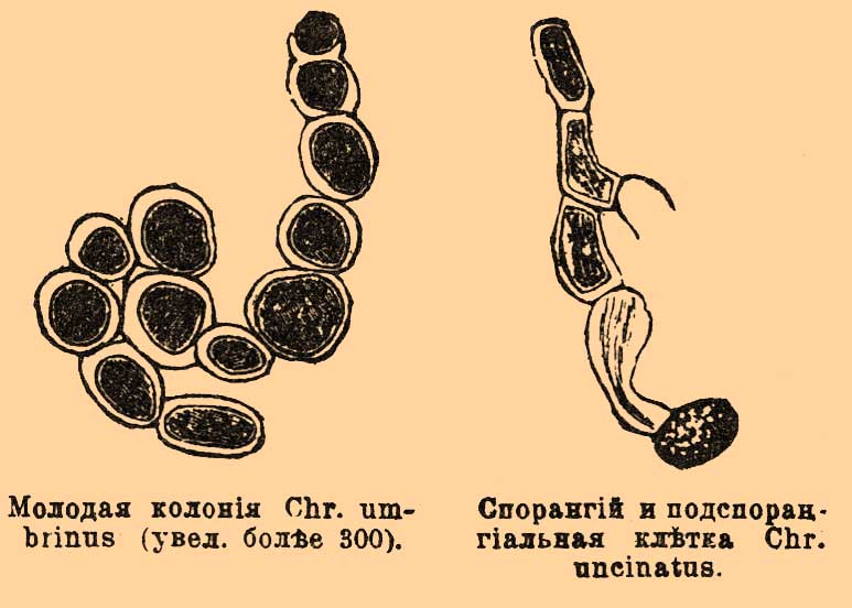 Хроолеп