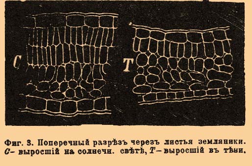Этиолирование растений. Рис. 2