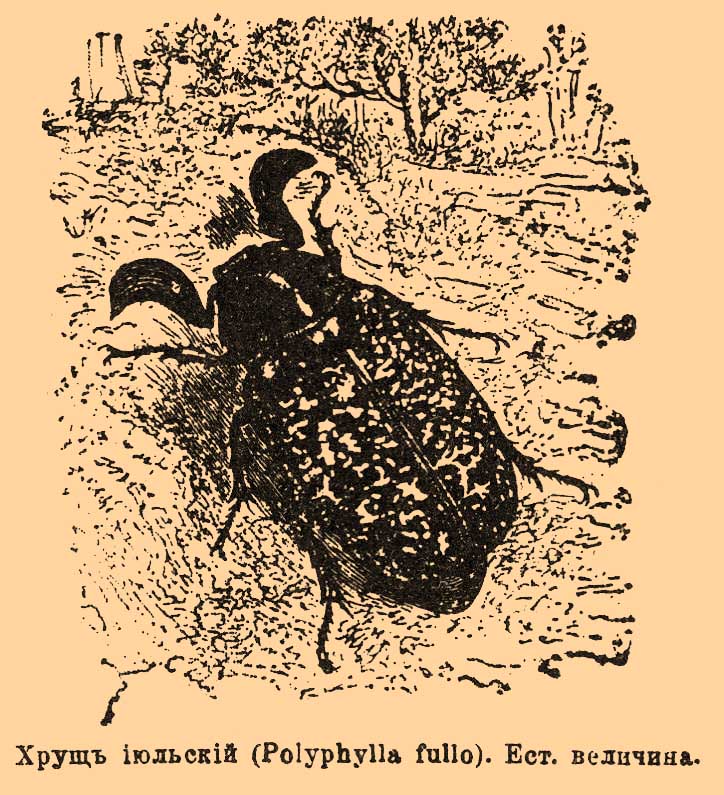 Хрущ июльский
