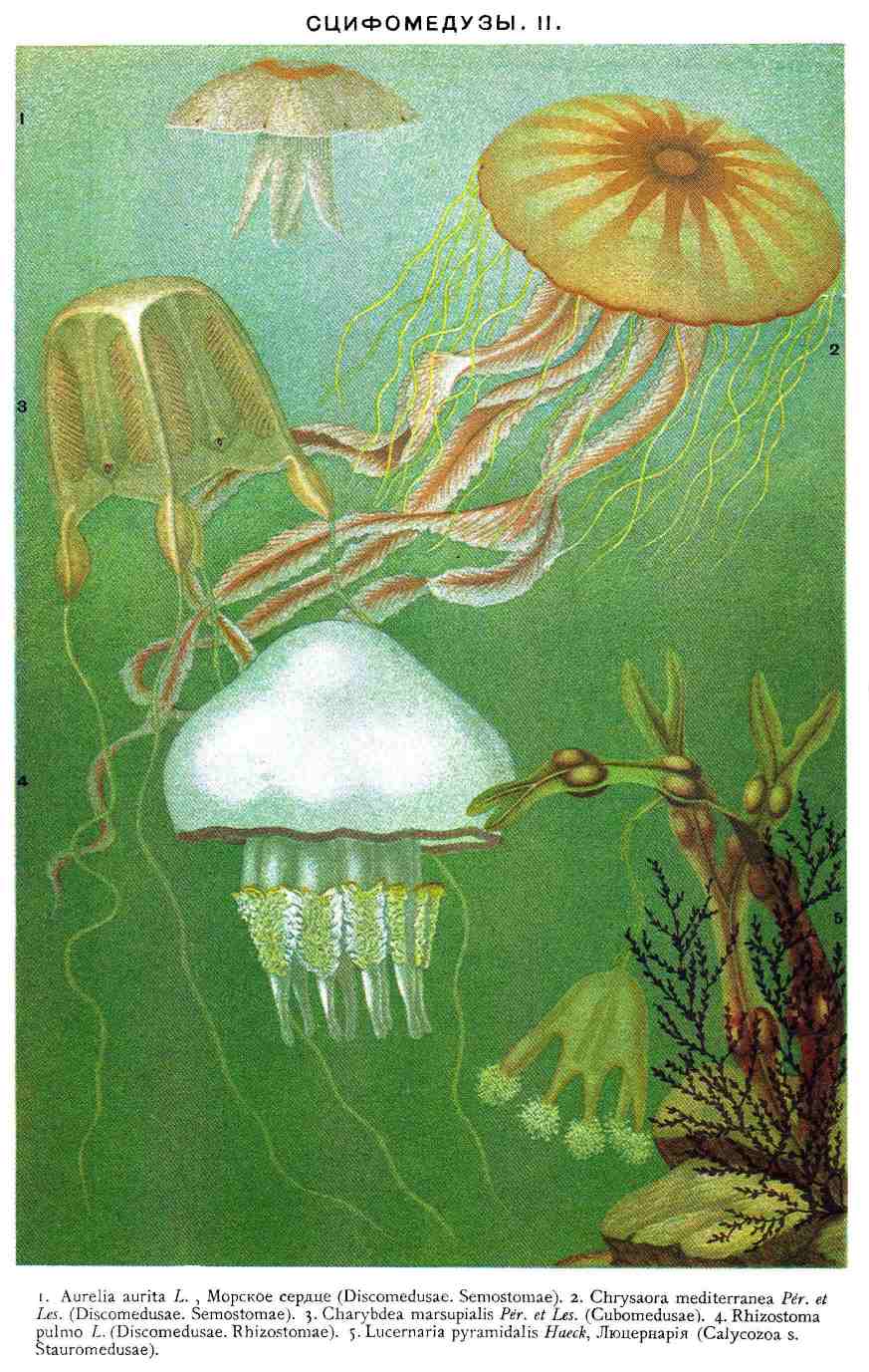 Сцифомедузы. Рис. 1