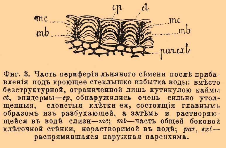 Слизи растительные и камеди в химии. Рис. 2
