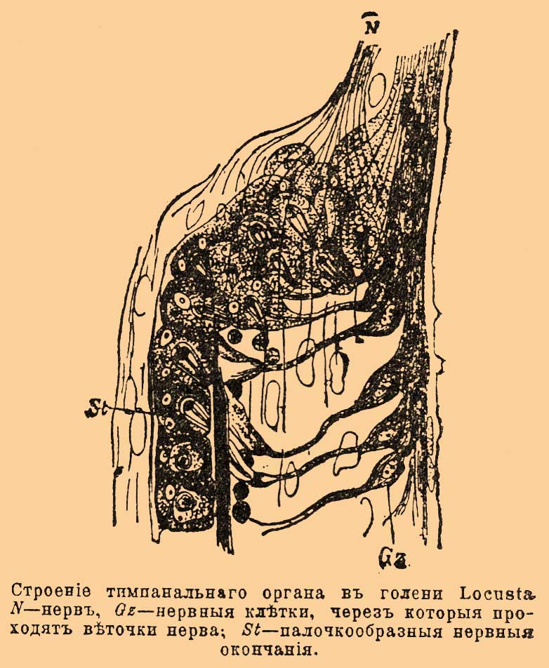 Тимпанальные органы
