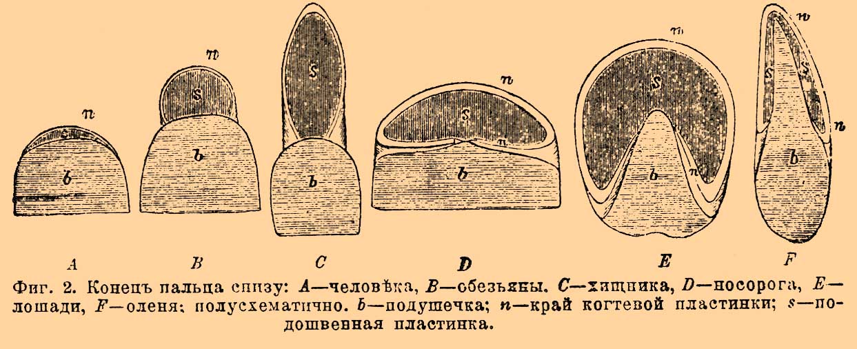 Роговые придатки кожи. Рис. 1