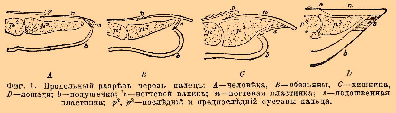 Роговые придатки кожи
