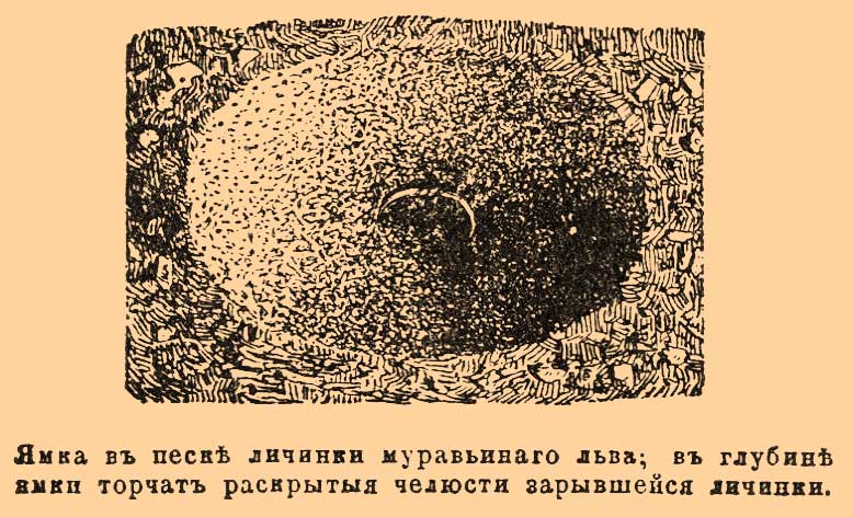 Муравьиный лев. Рис. 1