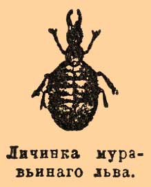 Муравьиный лев