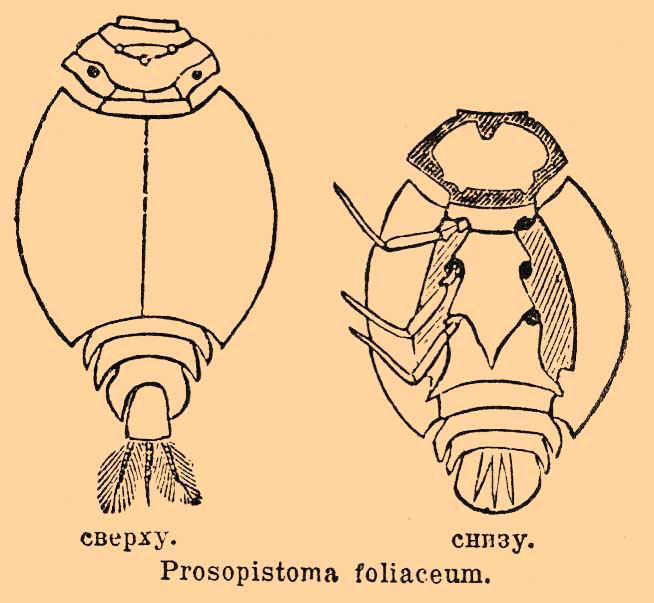 Prosopistoma