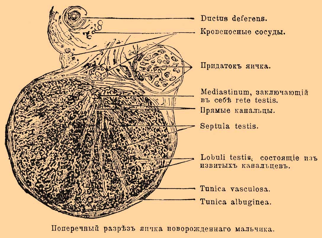 Семенные железы