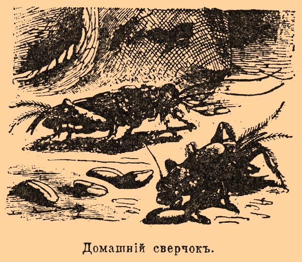 Сверчки, насекомые из отряда прямокрылых. Рис. 1