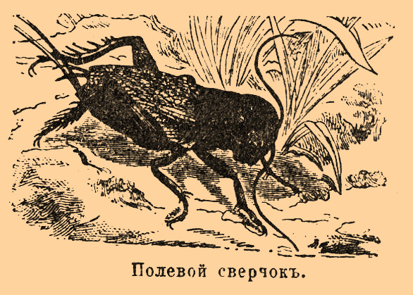 Сверчки, насекомые из отряда прямокрылых